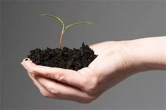 秋季番茄种植技术_秋季种植蕃茄技术与管理_蕃茄秋季种植技术