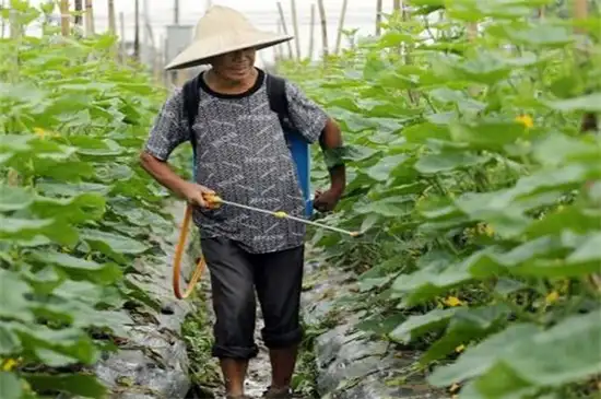 秋季番茄种植技术_秋季种植蕃茄技术与管理_蕃茄秋季种植技术