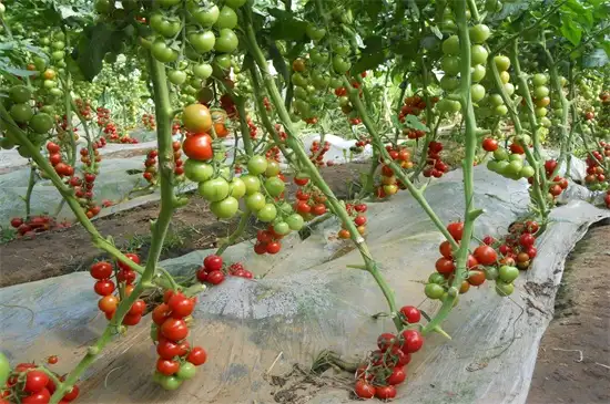 蕃茄秋季种植技术_秋季种植蕃茄技术与管理_秋季番茄种植技术