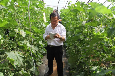 四叶菜根能吃么