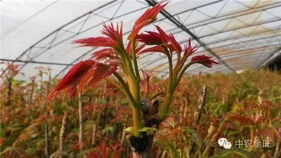 致富经芽苗菜种植视频_种植芽苗菜致富案例_种植芽苗菜投资与利润