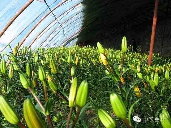 种植芽苗菜投资与利润_种植芽苗菜致富案例_致富经芽苗菜种植视频