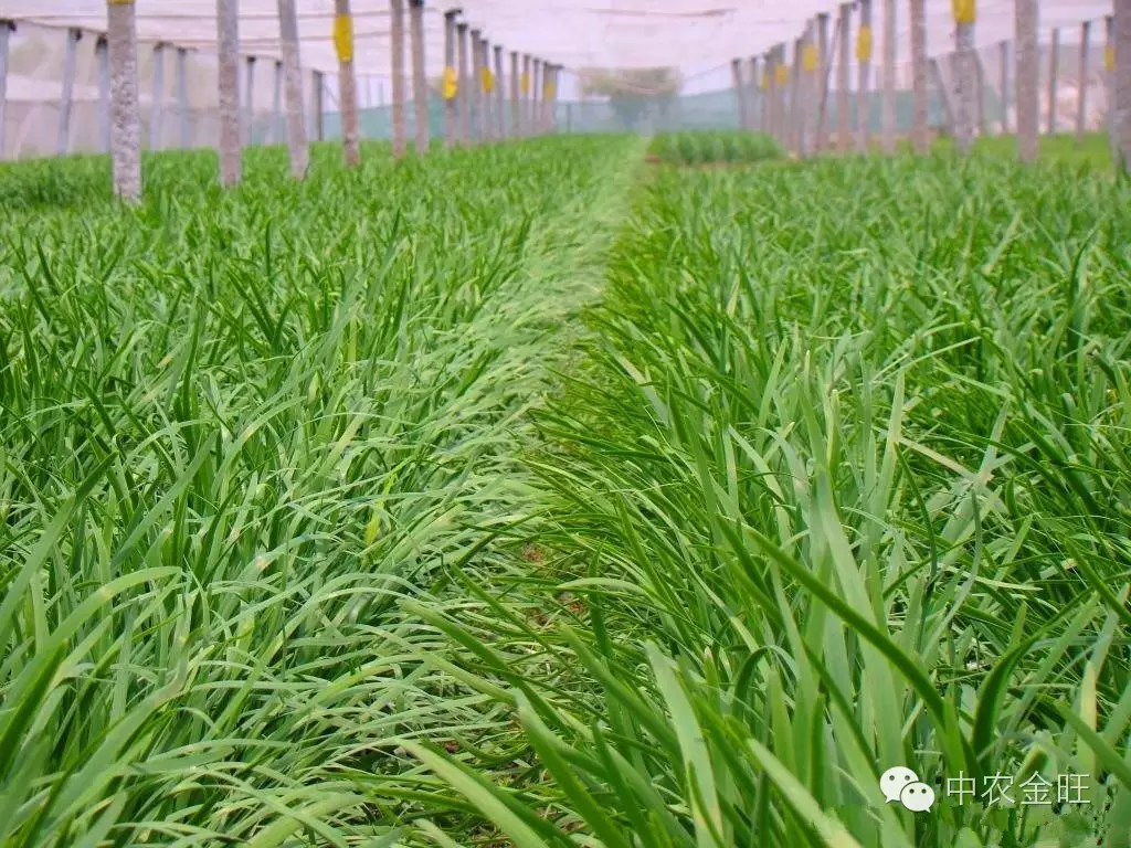 种植芽苗菜致富案例_种植芽苗菜投资与利润_致富经芽苗菜种植视频