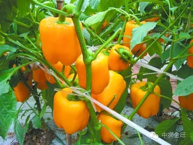 种植芽苗菜致富案例_致富经芽苗菜种植视频_种植芽苗菜投资与利润