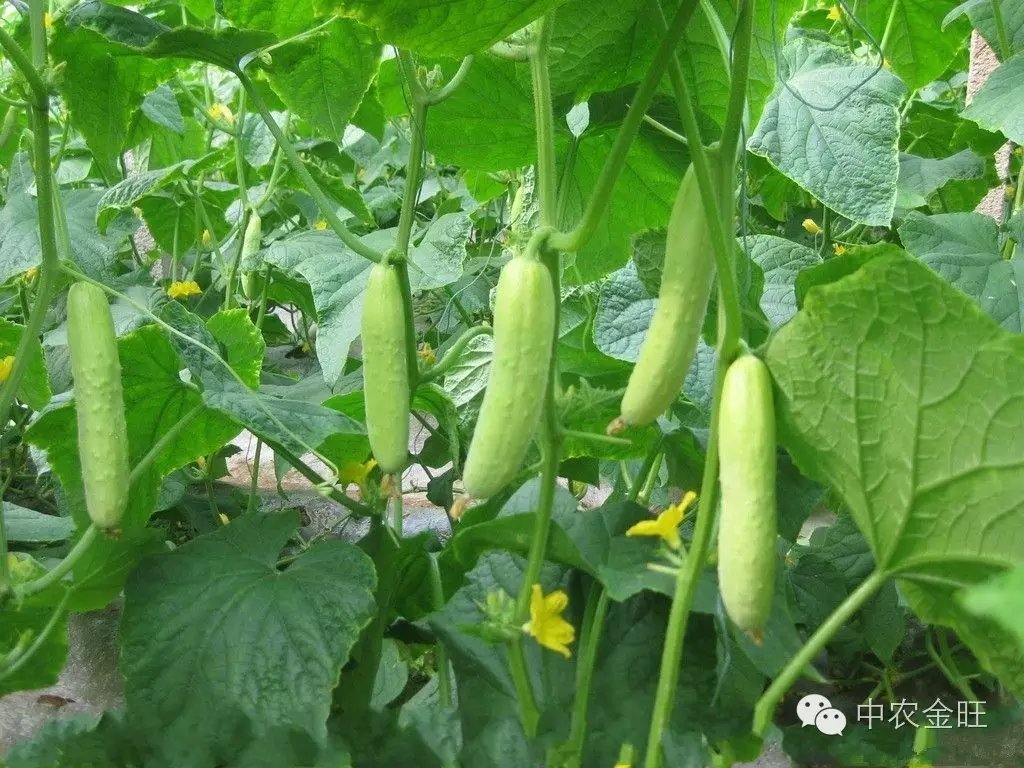 致富经芽苗菜种植视频_种植芽苗菜致富案例_种植芽苗菜投资与利润