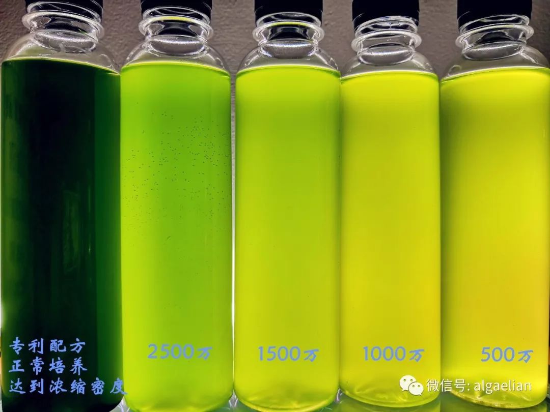笼养青蟹养殖技术视频_青蟹立体养殖笼_养殖24青蟹笼哪里出售