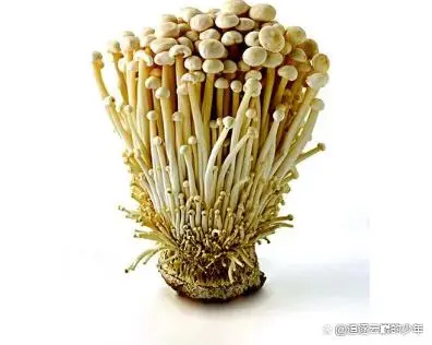 致富经金针菇种植视频_金针菇种植技术视频_视频致富菇种植金针菇怎么做