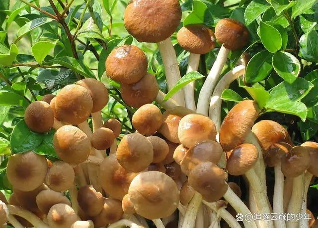 金针菇种植技术视频_视频致富菇种植金针菇怎么做_致富经金针菇种植视频