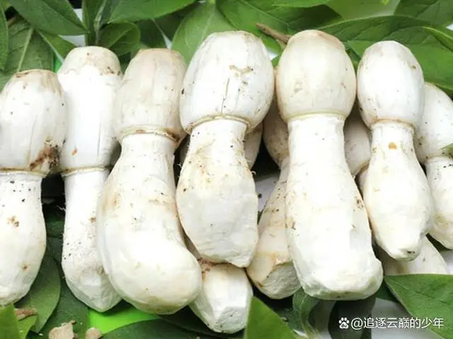 致富经金针菇种植视频_视频致富菇种植金针菇怎么做_金针菇种植技术视频