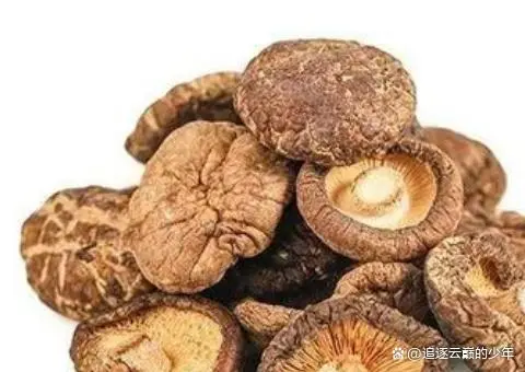 视频致富菇种植金针菇怎么做_致富经金针菇种植视频_金针菇种植技术视频