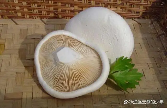 金针菇种植技术视频_致富经金针菇种植视频_视频致富菇种植金针菇怎么做