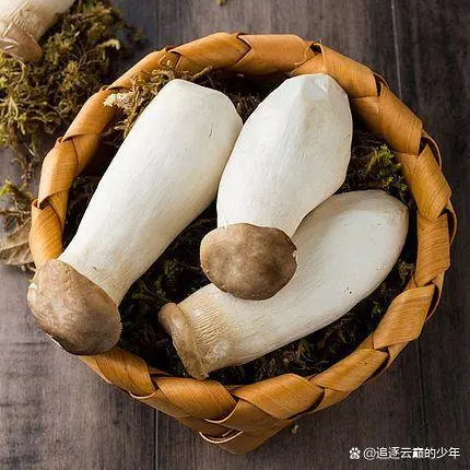 视频致富菇种植金针菇怎么做_致富经金针菇种植视频_金针菇种植技术视频