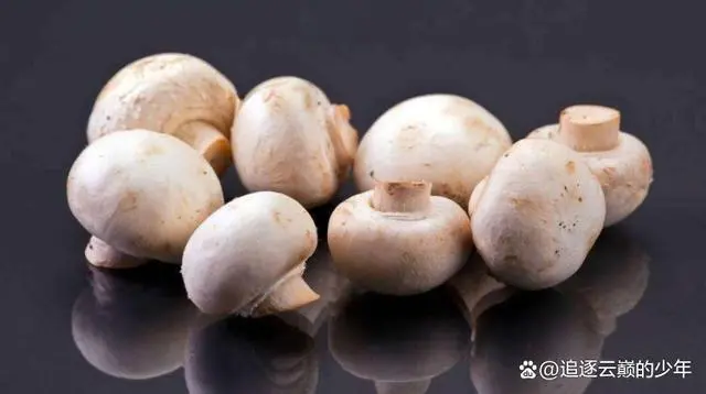 视频致富菇种植金针菇怎么做_金针菇种植技术视频_致富经金针菇种植视频