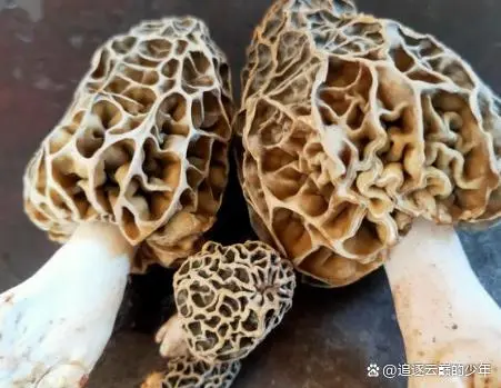 金针菇种植技术视频_视频致富菇种植金针菇怎么做_致富经金针菇种植视频