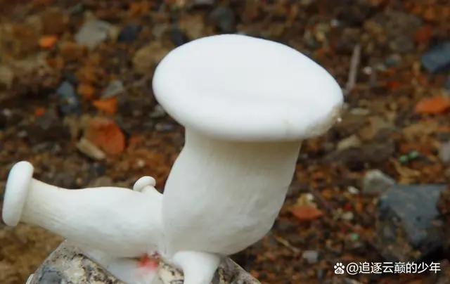 致富经金针菇种植视频_视频致富菇种植金针菇怎么做_金针菇种植技术视频