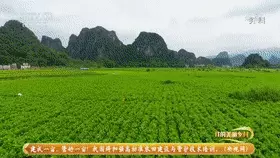 种植芽苗菜致富案例_致富案例种植芽苗菜视频_致富经芽苗菜种植视频