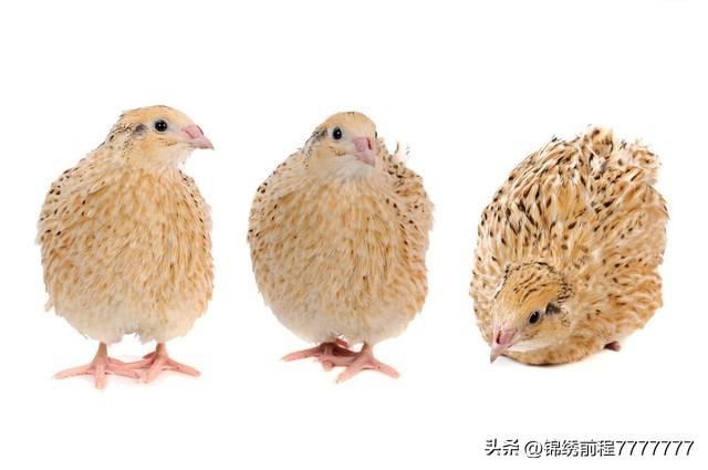 台湾斑鸠养殖技术_养殖台湾斑鸠技术怎么样_台湾斑鸠养殖视频