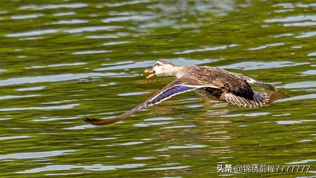 台湾斑鸠养殖视频_台湾斑鸠养殖技术_养殖台湾斑鸠技术怎么样