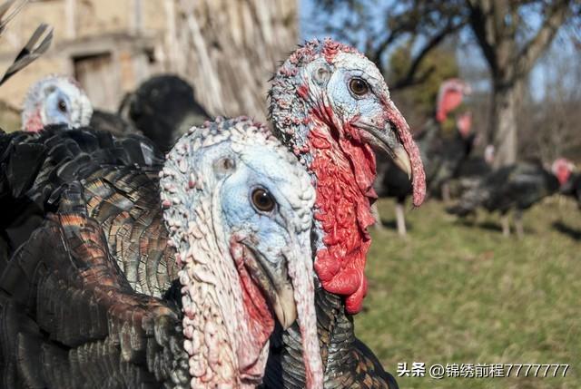 台湾斑鸠养殖视频_台湾斑鸠养殖技术_养殖台湾斑鸠技术怎么样
