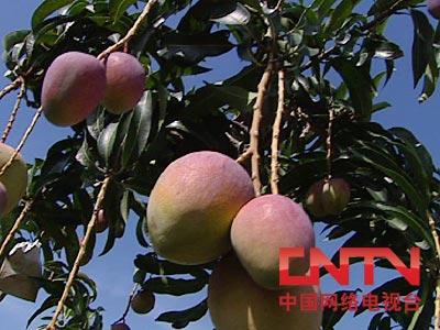 种植台湾莲雾致富_台湾莲雾苗木哪里有卖_台湾莲雾多少钱一斤