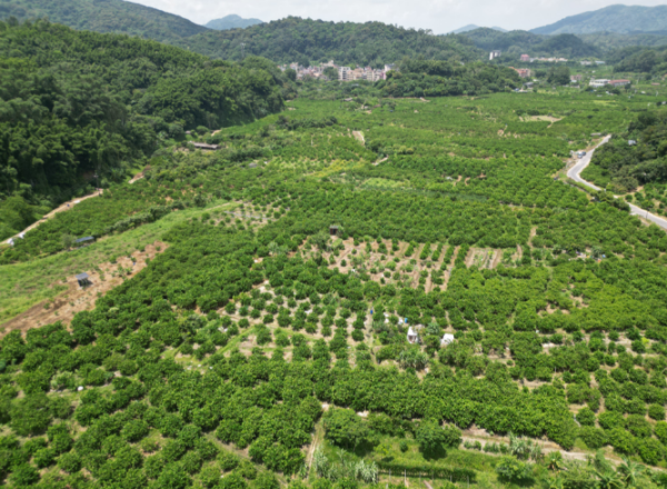 柠檬适合在广东种植技术_广东种植柠檬品种有哪些_广东柠檬种植基地