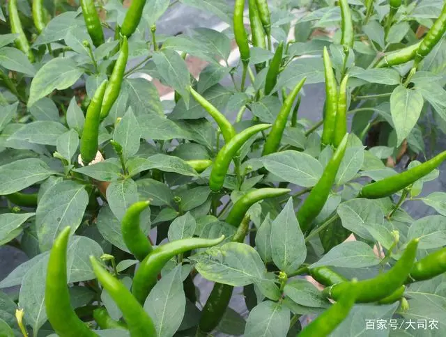 种植指天椒致富_致富经种植辣椒_致富椒种植指天图