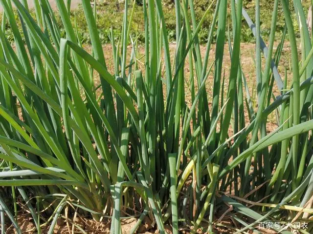 致富经种植辣椒_种植指天椒致富_致富椒种植指天图