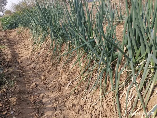 致富椒种植指天图_种植指天椒致富_致富经种植辣椒