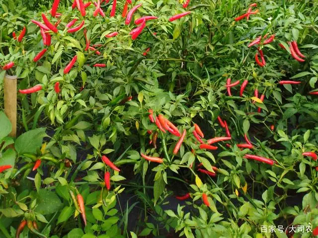 致富经种植辣椒_种植指天椒致富_致富椒种植指天图