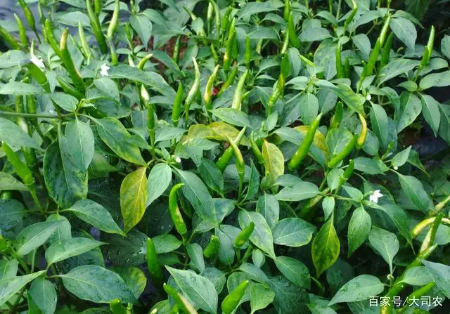 种植指天椒致富_致富经种植辣椒_致富椒种植指天图
