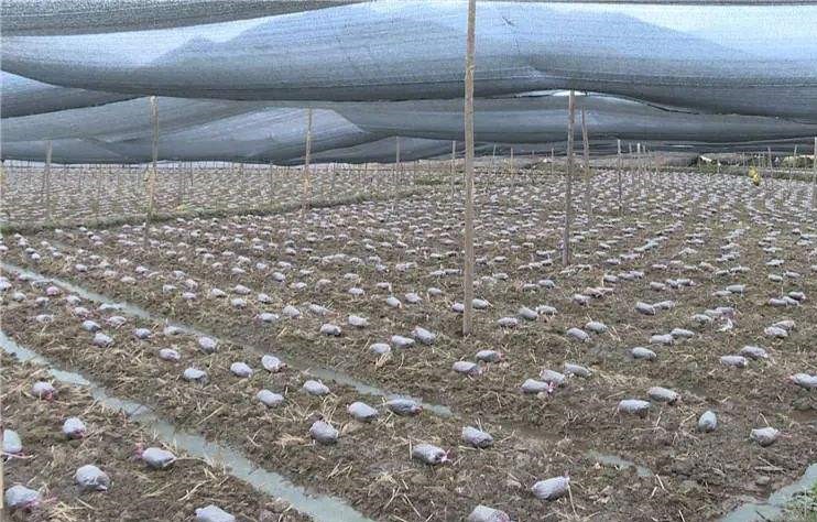 河南省羊肚菌种植基地，火热招商！