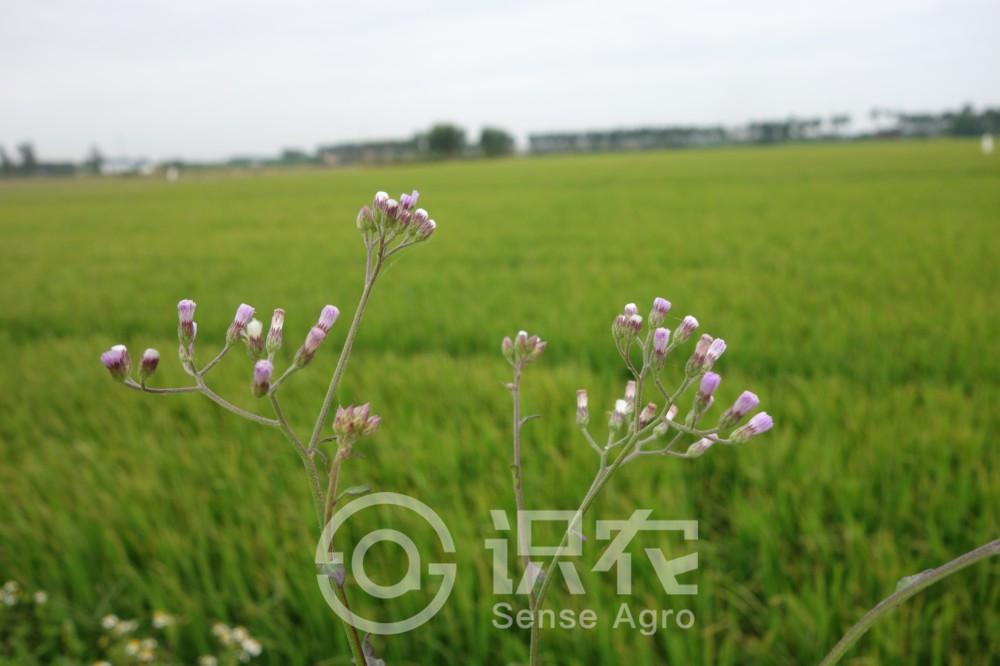 台湾斑鸠养殖视频_台湾斑鸠的养殖技术_台湾斑鸠养殖技术