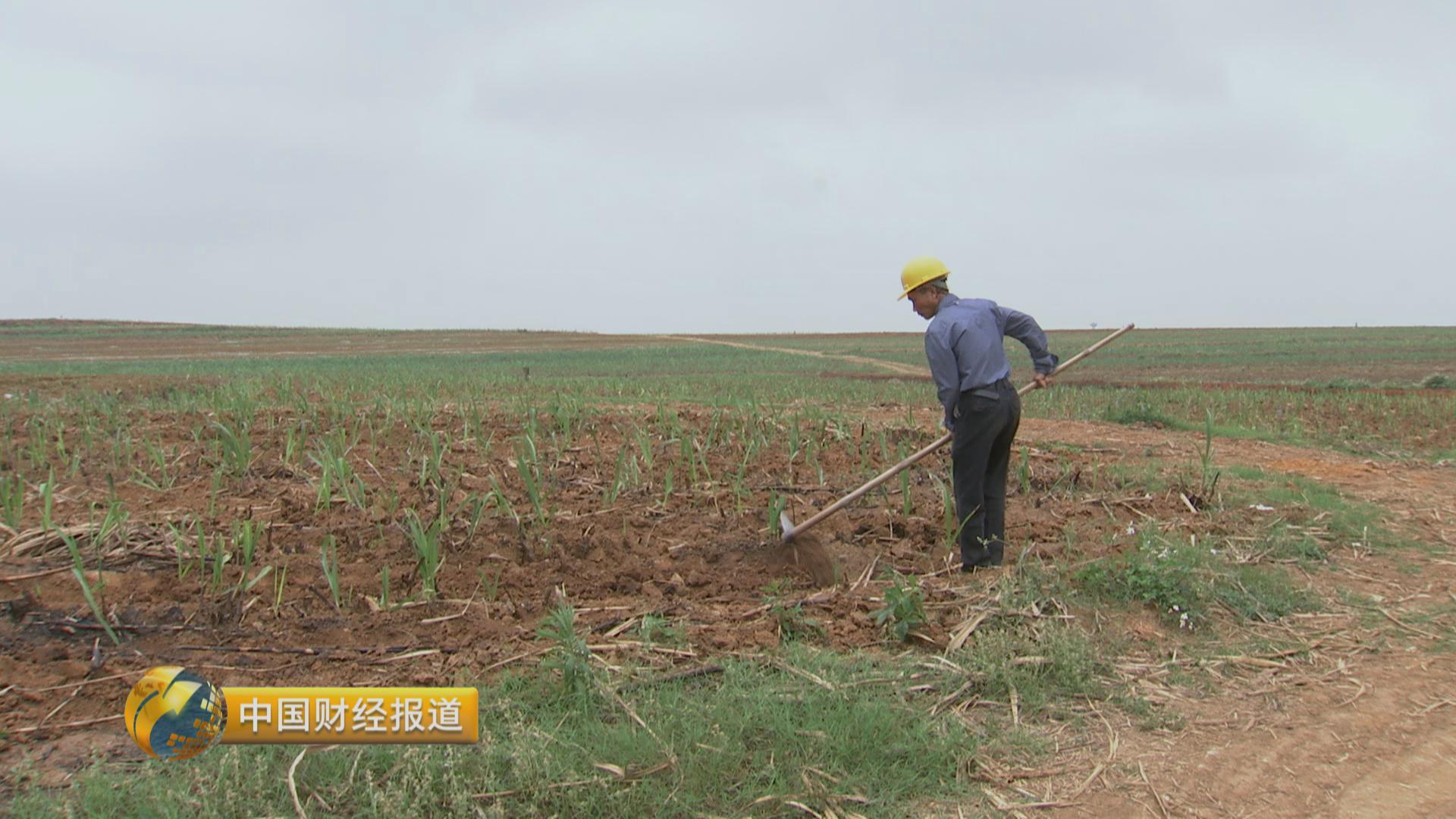 调查：糖价萎靡不振！怎么种甘蔗才赚钱...