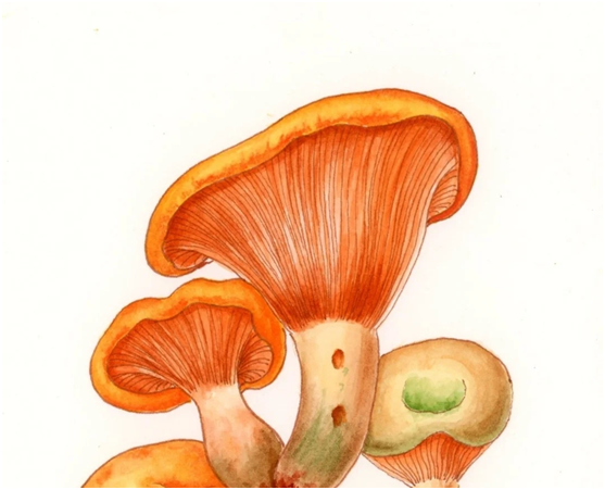 云南种花基地种什么花_云南花卉种植致富_云南种花赚钱吗