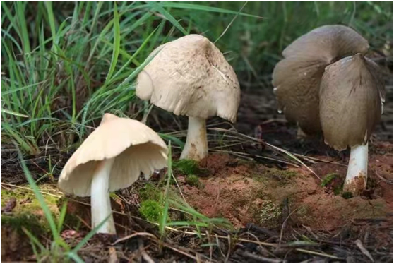 云南种花基地种什么花_云南种花赚钱吗_云南花卉种植致富