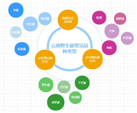 云南花卉种植致富_云南种花赚钱吗_云南种花基地种什么花