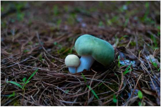 云南花卉种植致富_云南种花赚钱吗_云南种花基地种什么花