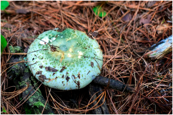 云南种花赚钱吗_云南花卉种植致富_云南种花基地种什么花