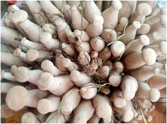 云南种花赚钱吗_云南种花基地种什么花_云南花卉种植致富