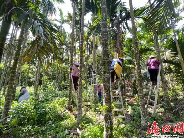 致富种植仙草视频_仙草种植商_仙草种植致富