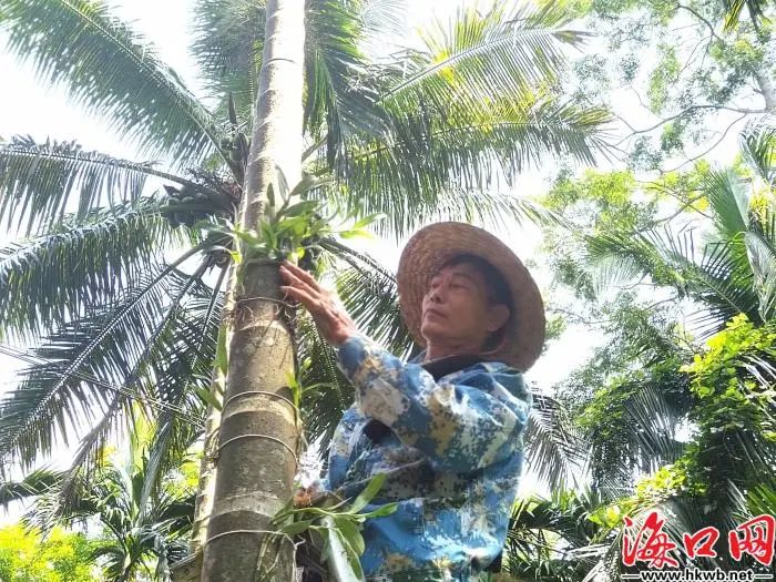 仙草种植致富_仙草种植商_致富种植仙草视频