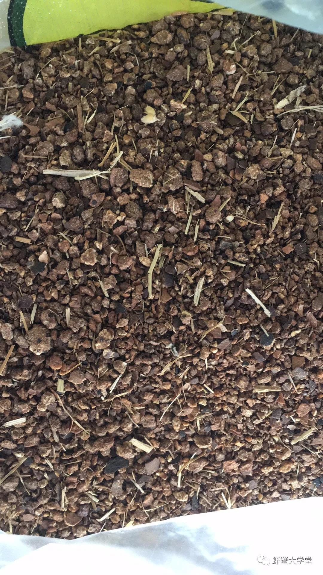 龙虾虾苗养殖技术视频_龙虾虾苗养殖技术视频_龙虾虾苗养殖技术视频
