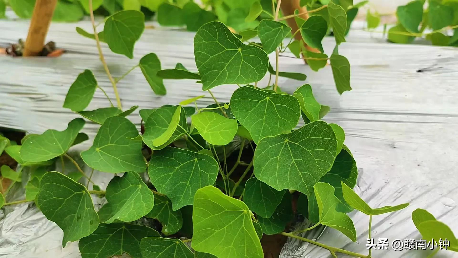 种植致富经_致富网农业种植药材_粉防己种植致富