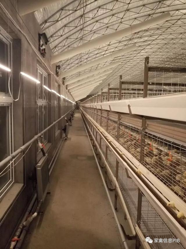 笼养肉鸡饲养管理技术视频_45天笼养肉鸡养殖技术_最新笼养肉鸡养殖技术