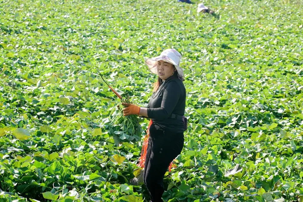 致富红薯种植项目有哪些_致富红薯种植项目介绍_种植红薯致富项目