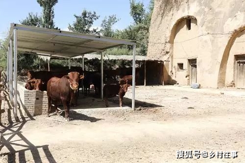 窑洞养殖_窑洞种植致富项目_窑洞种蘑菇投资大不