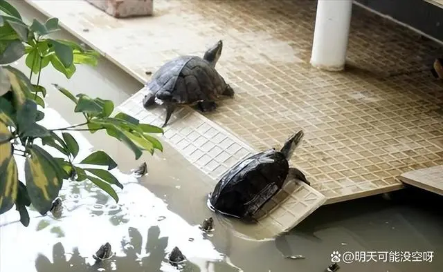 养蚯蚓要水吗_室内养殖蚯蚓视频教程_水蚯蚓室内养殖技术