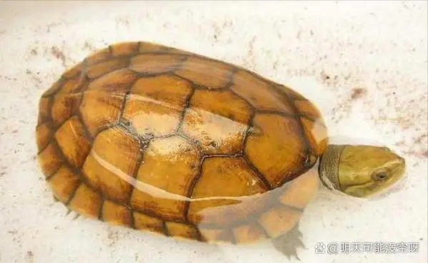 养蚯蚓要水吗_室内养殖蚯蚓视频教程_水蚯蚓室内养殖技术