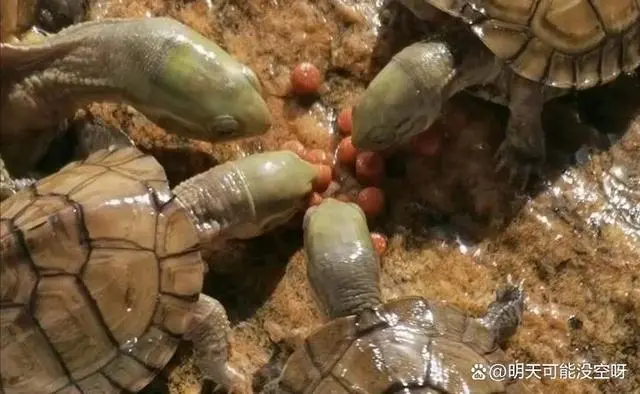 养蚯蚓要水吗_室内养殖蚯蚓视频教程_水蚯蚓室内养殖技术