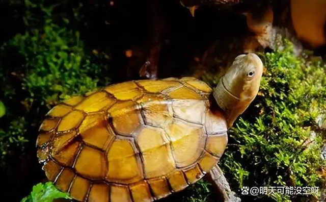室内养殖蚯蚓视频教程_水蚯蚓室内养殖技术_养蚯蚓要水吗